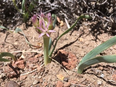Allium anceps