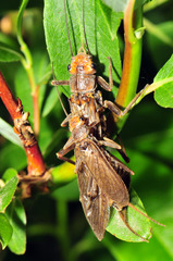 Hesperoperla pacifica