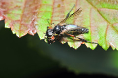 Bibio xanthopus