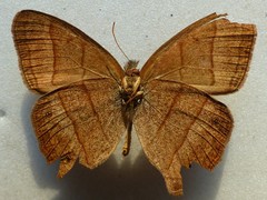 Yphthimoides renata