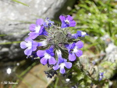 Stemodia durantifolia