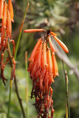 Kniphofia tabularis