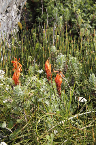 Image of Kniphofia tabularis by (c) Tony Rebelo, some rights reserved (CC BY-SA)