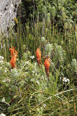 Kniphofia tabularis