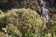 Erica petiolaris