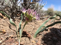 Allium anceps