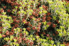 Erica petiolaris