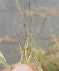 Aristida setacea