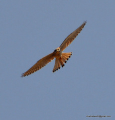 Falco tinnunculus