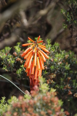 Kniphofia tabularis