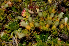 Baccharis caespitosa