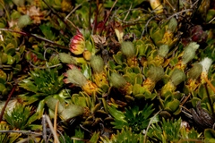 Baccharis caespitosa