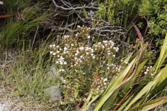 Pseudoselago peninsulae