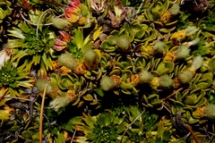 Baccharis caespitosa