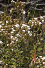 Pseudoselago peninsulae