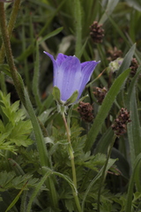 Campanula tridentata biebersteiniana