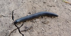 Rossiulus kessleri