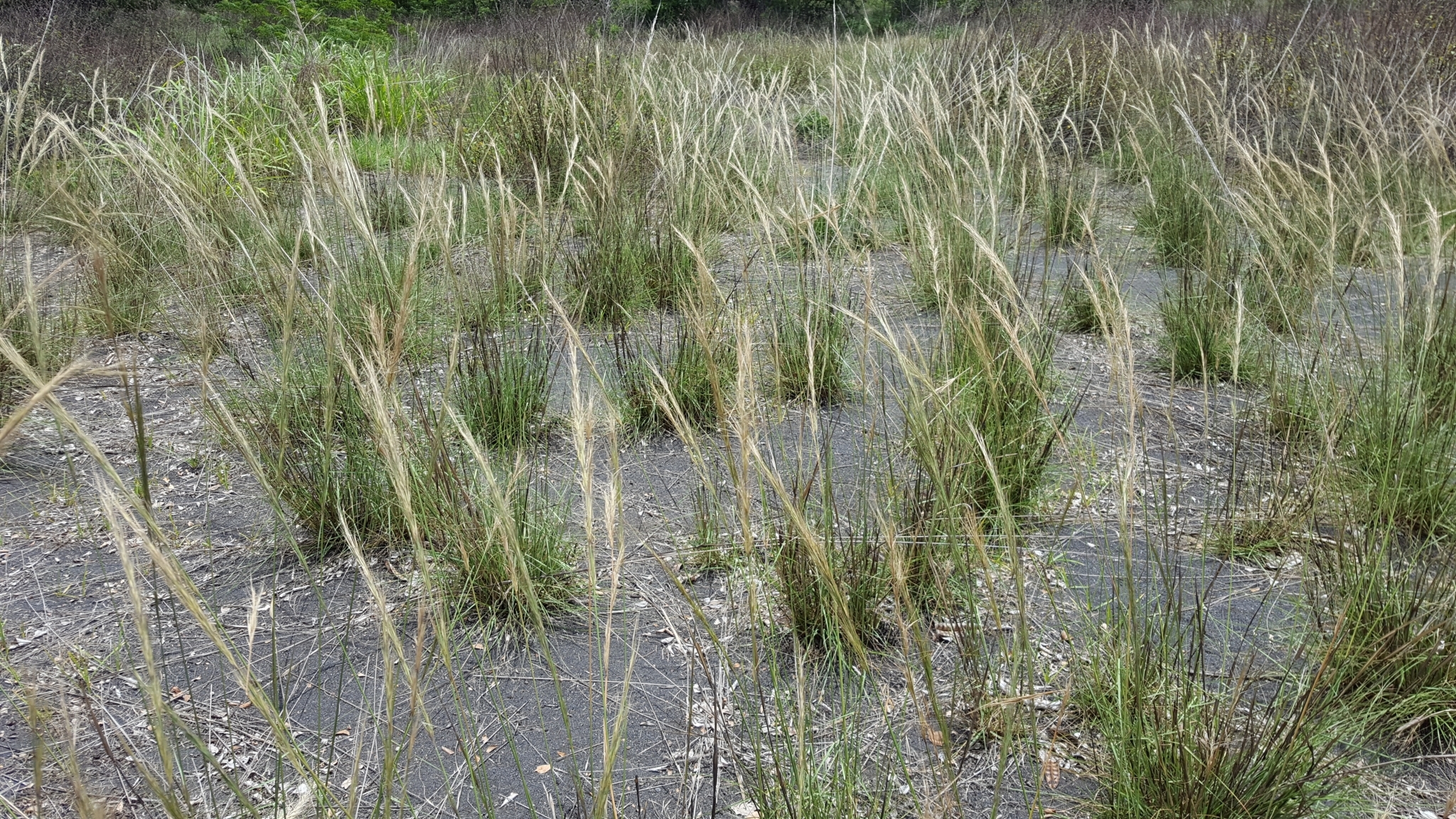 (c) François Rousseu, certains droits réservés (CC BY-NC) https://www.inaturalist.org/observations/104719973