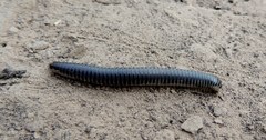 Rossiulus kessleri