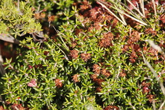 Erica petiolaris
