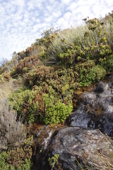 Erica petiolaris