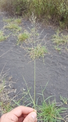 Eragrostis cylindriflora