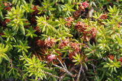 Erica petiolaris