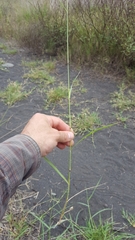 Eragrostis cylindriflora
