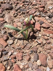 Allium anceps