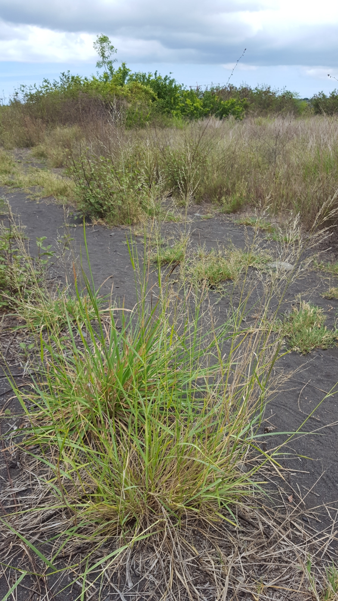 (c) François Rousseu, certains droits réservés (CC BY-NC) https://www.inaturalist.org/observations/104720043