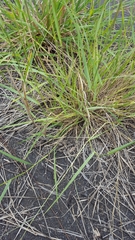 Eragrostis cylindriflora