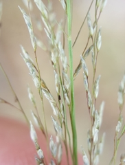 Eragrostis cylindriflora