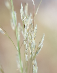Eragrostis cylindriflora