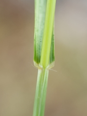 Eragrostis cylindriflora