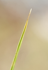 Eragrostis cylindriflora