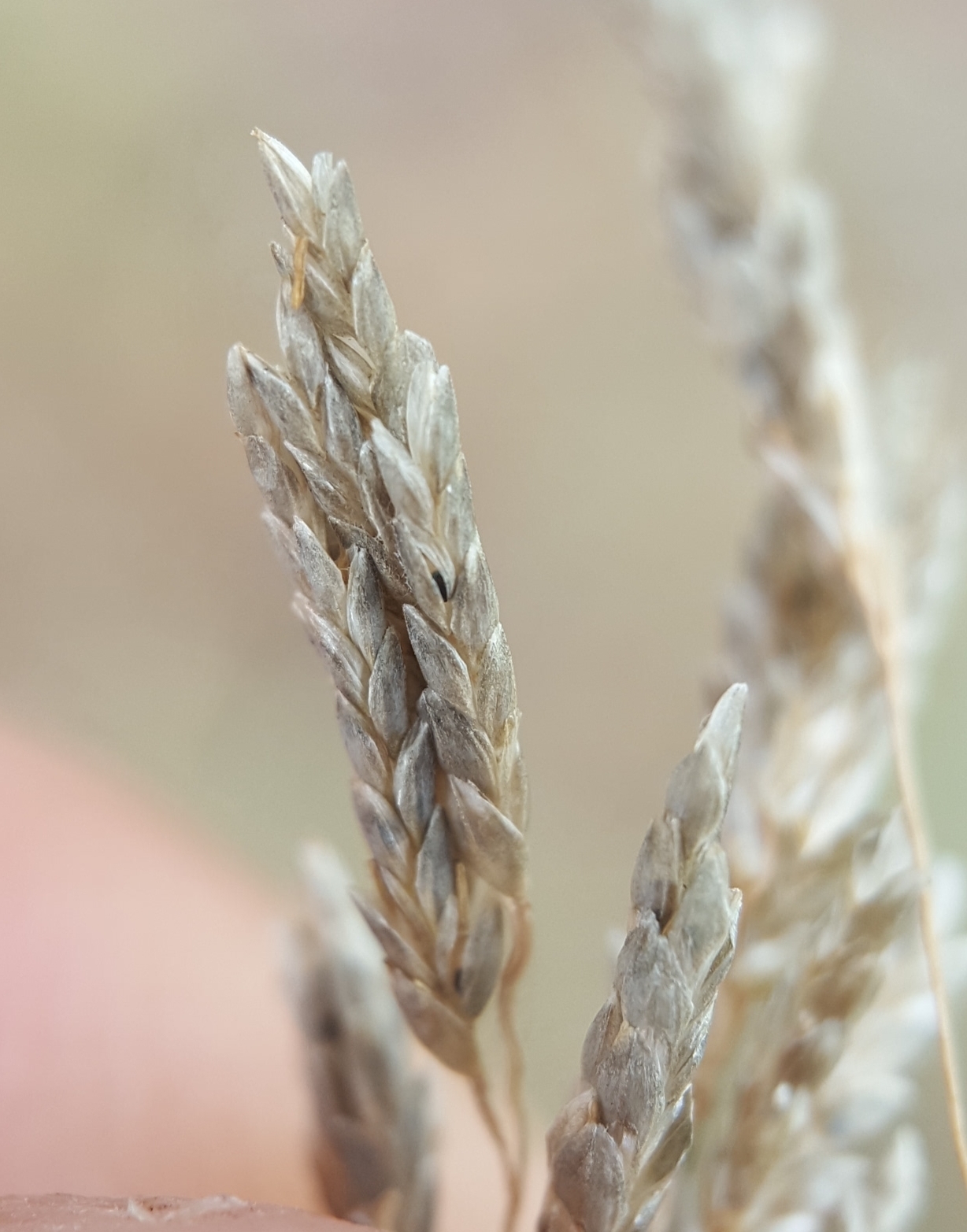 (c) François Rousseu, certains droits réservés (CC BY-NC) https://www.inaturalist.org/observations/104720043