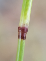 Eragrostis cylindriflora