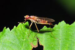 Compsobata