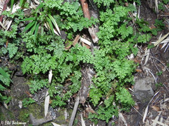 Asplenium dareoides