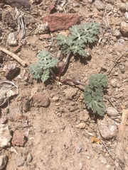Cymopterus globosus