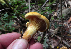 Austropaxillus statuum