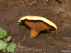 Austropaxillus statuum