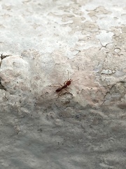 Anochetus