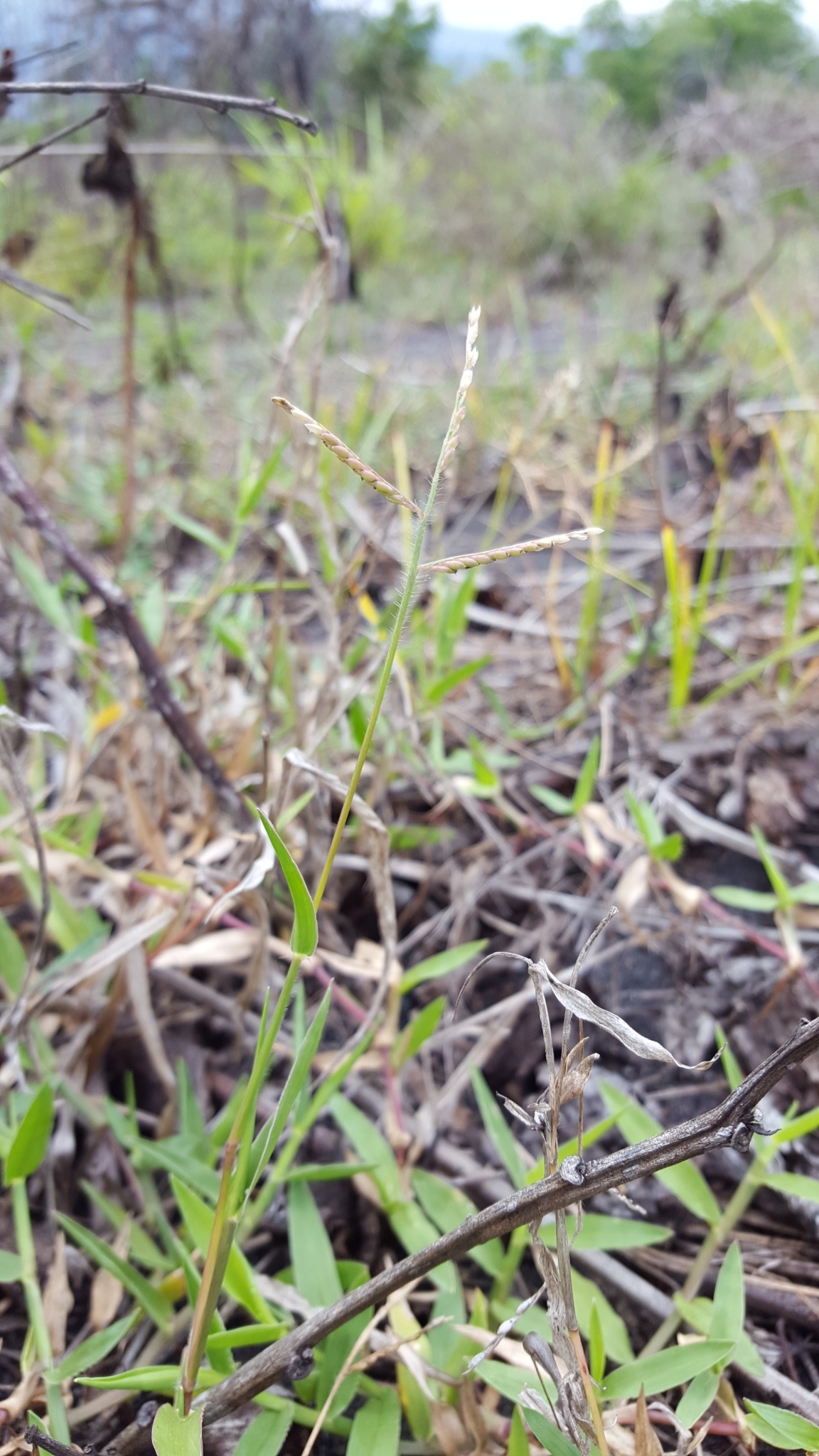 (c) François Rousseu, certains droits réservés (CC BY-NC) https://www.inaturalist.org/observations/104720222
