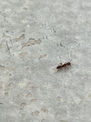 Anochetus