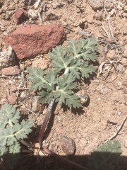 Cymopterus globosus