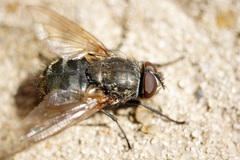 Pollenia