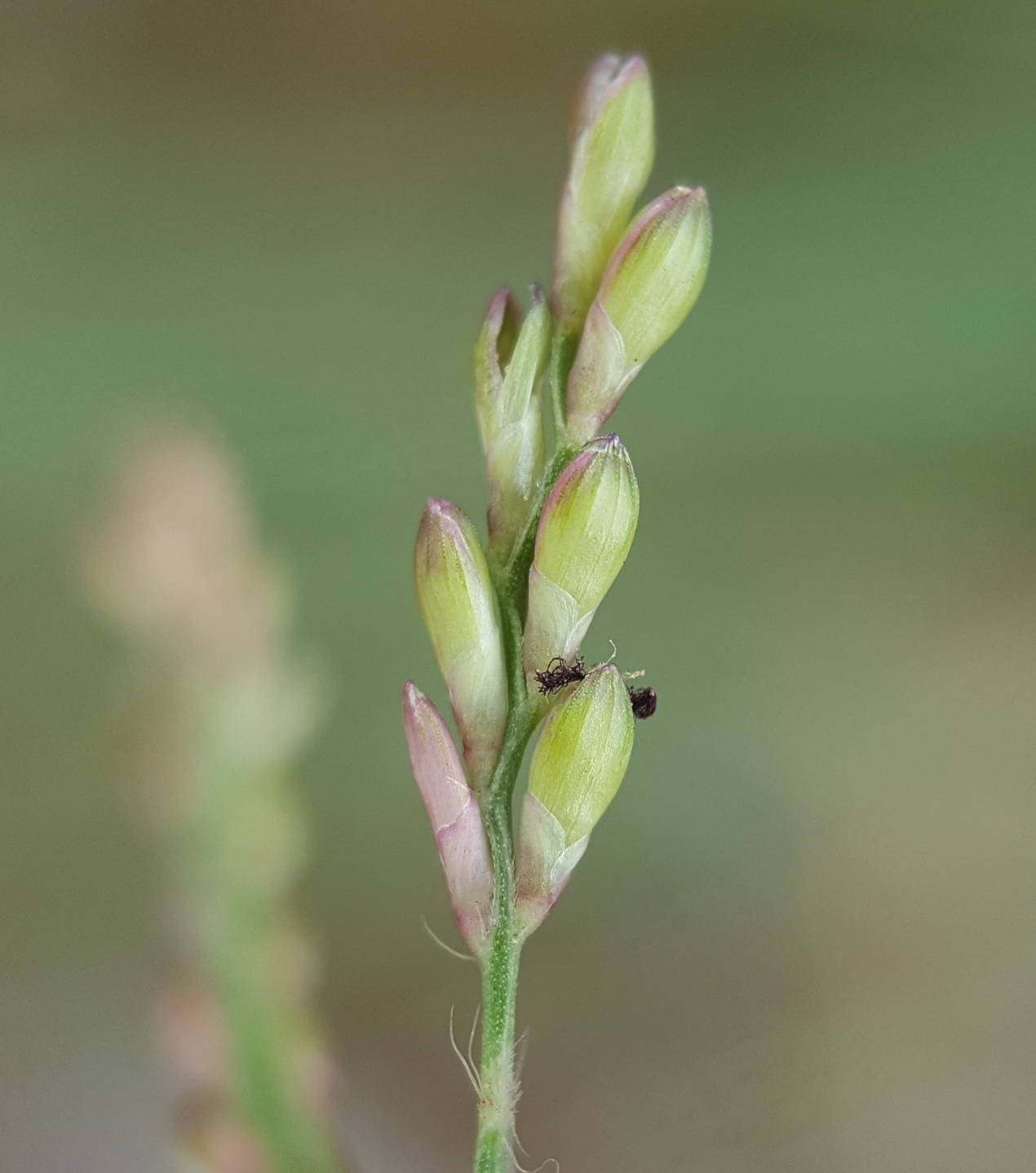 (c) François Rousseu, certains droits réservés (CC BY-NC) https://www.inaturalist.org/observations/104720222