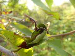 Dichorragia nesimachus