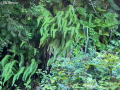 Blechnum arcuatum